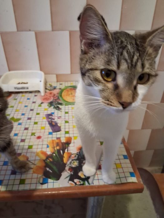 Motan bland de adoptat
