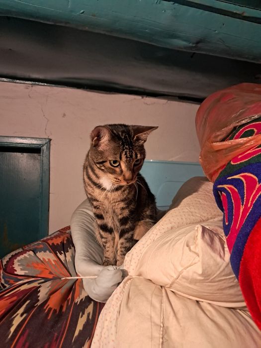 Бенгальская кошка