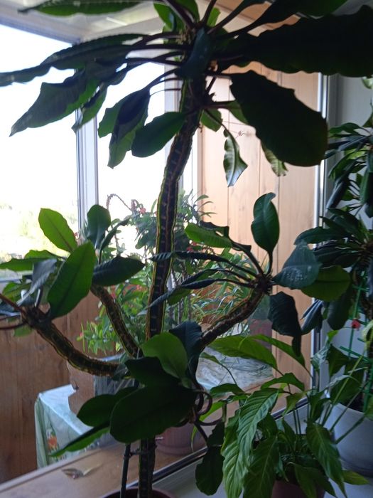 Продам комнатные цветы