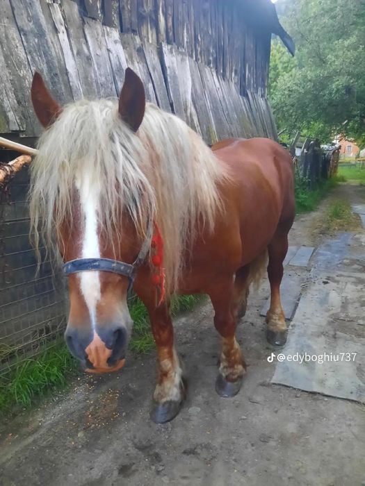Vand armasar in varsta de 8 ani