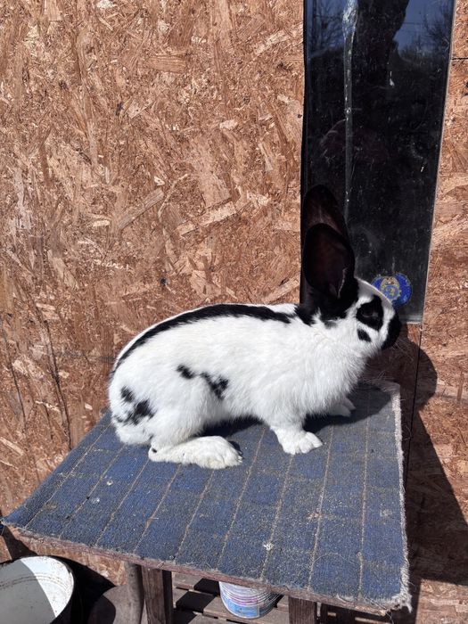 Mascul fluture german