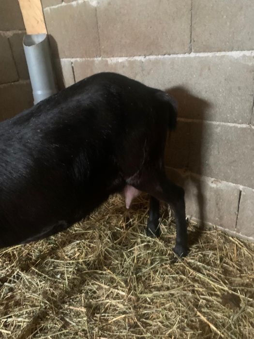 Vand 2 capre alpine franceze una cu pedigree