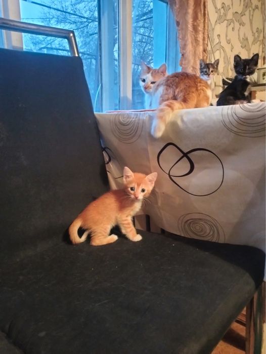 Котят в добрые руки( 3 пацана)