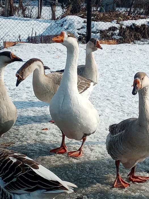 Продам молодых гусей