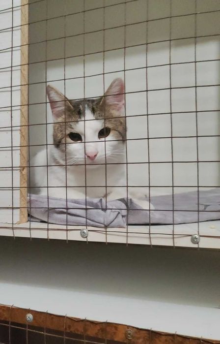 Умный котик ищет дом