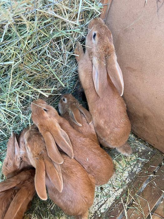 Quyon bollari sotiladi Burgund