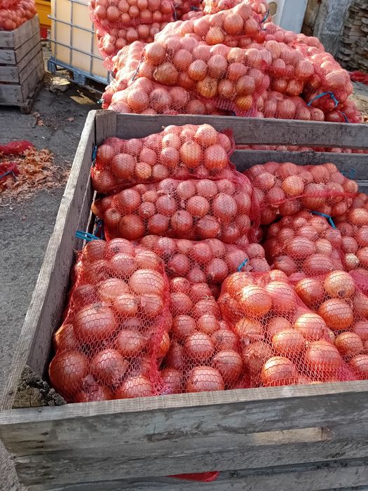 Ceapă calitate 1 -1.4lei  kg morcov 1.5 lei kg