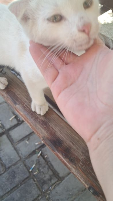 Породистый котик. В очень добрые ручки