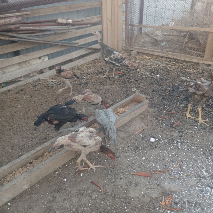 Дакан тауыктары сатылады.