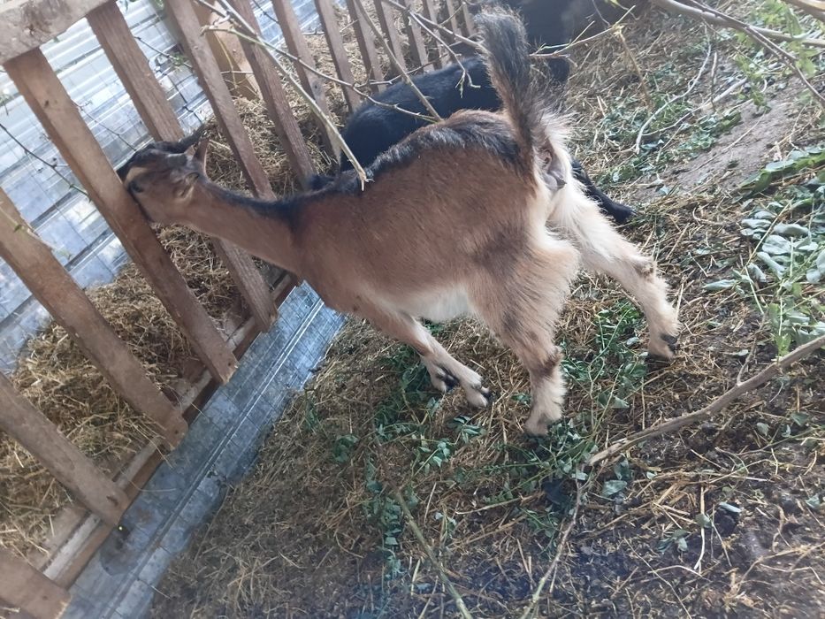 Vand urgent iede si iezi