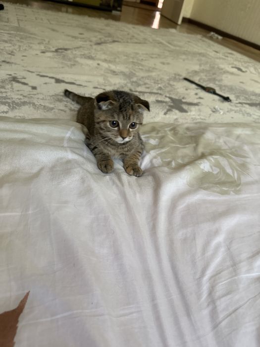 Котенок шотландский 3 месяца