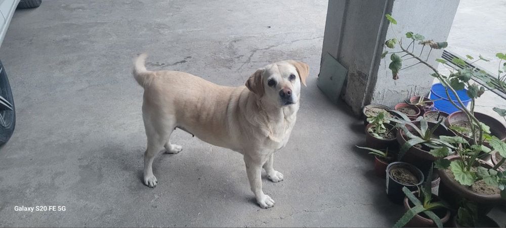 Лабрадор собачка девочка  очень ласковая в добрие руки даром