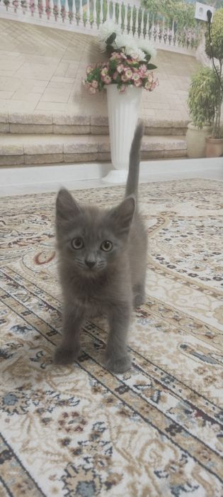 Котята,котята,котята
