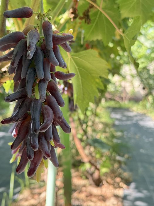 Аватар виноград продается