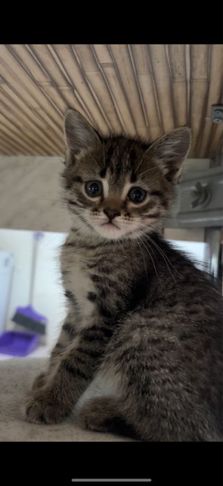 Котенки, 2 мальчика и 2 девочки