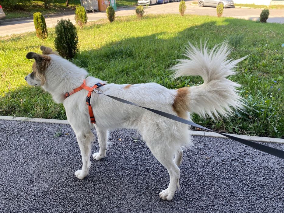 Рошаво женско куче търси дом