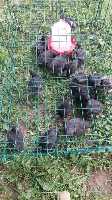 Vând pui australorp 1 lună pe negru și pe  albastru