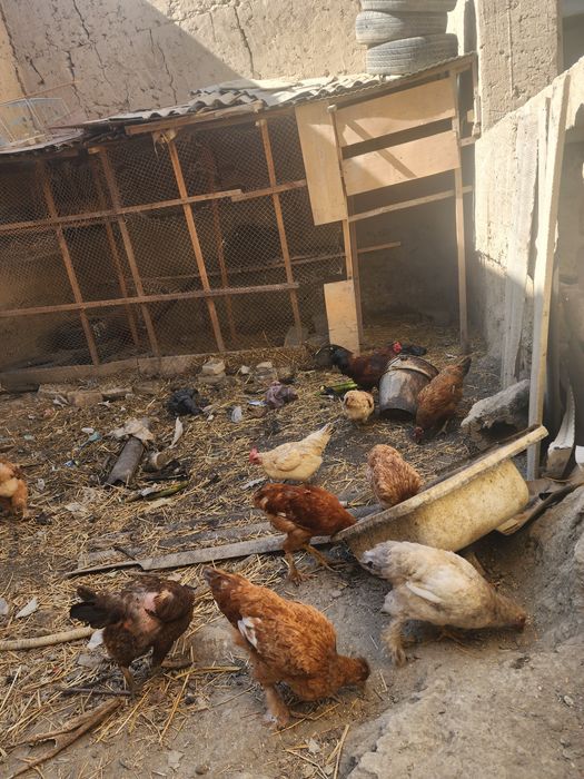 Брама и местный курицы общий 11 хамаси бирдан