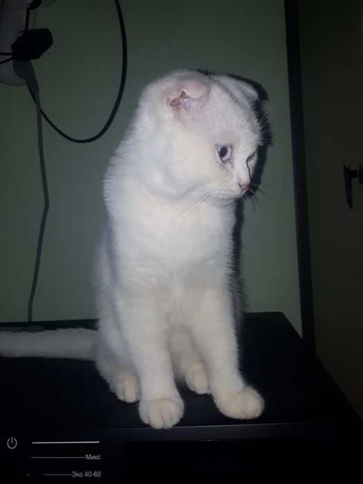 Multfilm porno flash