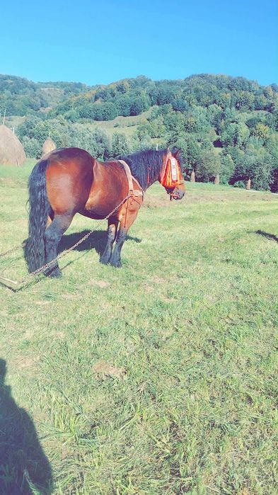 Armăsar de vânzare