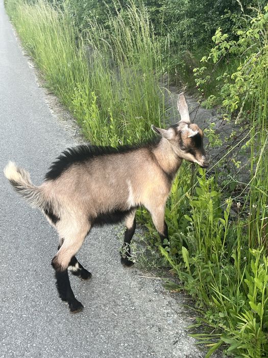 Iezi metis alpin si saanen a