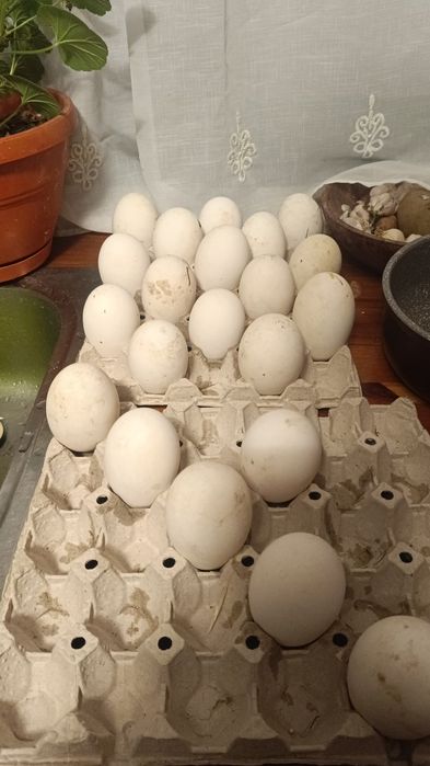 Ouă de gâscă  pentru consum