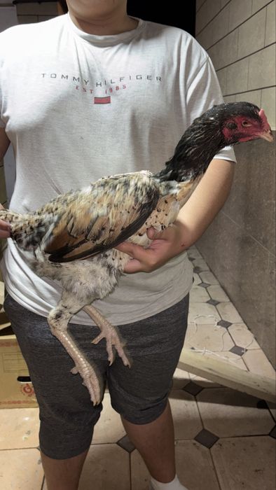 Дакан курочки ветнамки