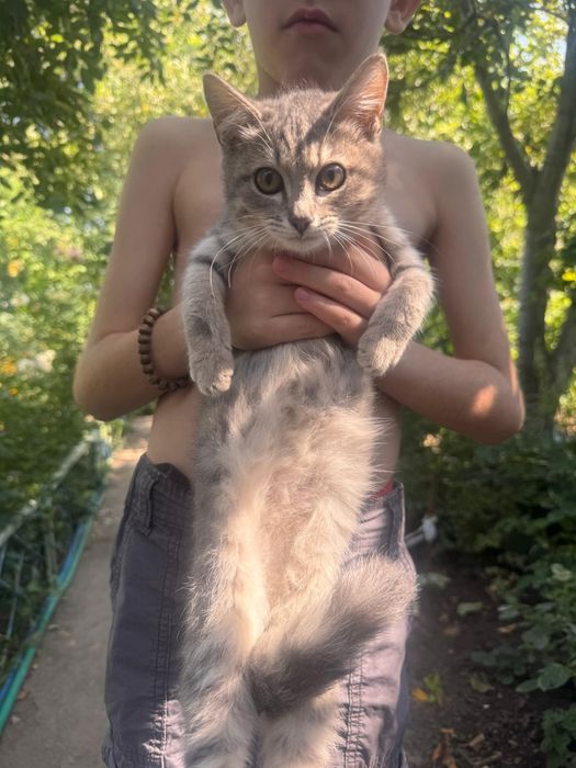 Отдам милых котят в добрые руки.