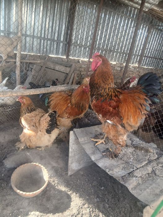 Limon brama xo'roz sotiladi