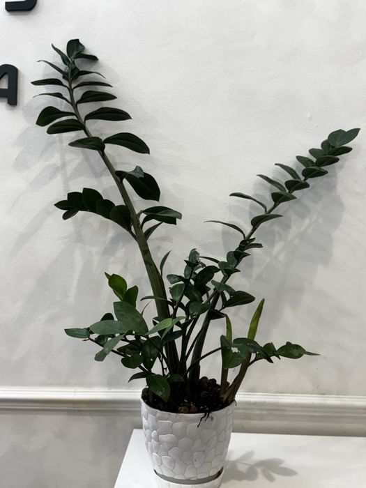 Продам комнатные цветы