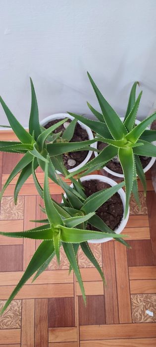 Цветы, комнатные растения.