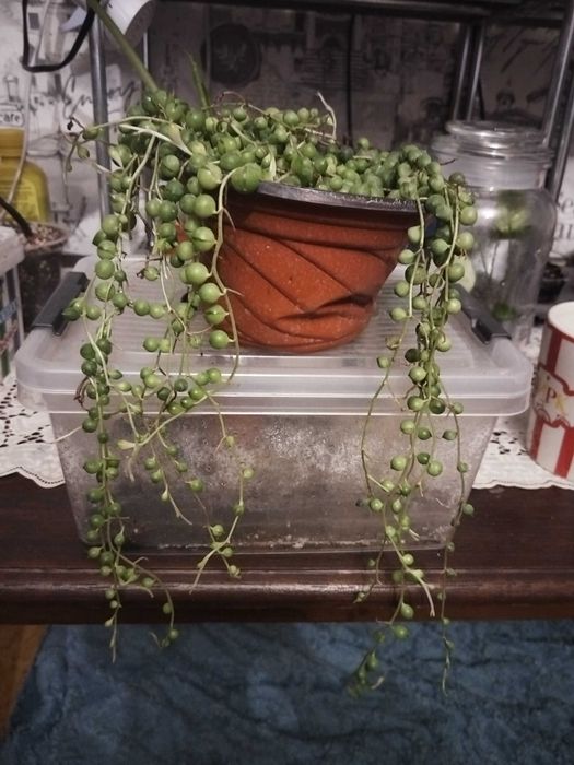 Крестовник Роули