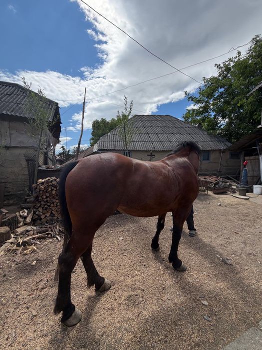 Iapă tânără de 3 ani de vanzare
