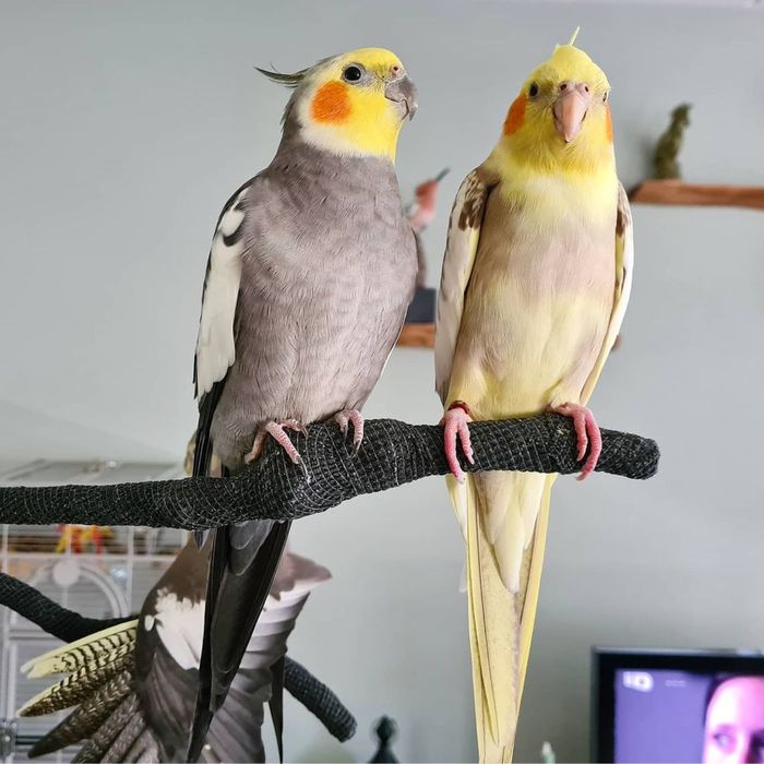 Кареллы разного окрасса