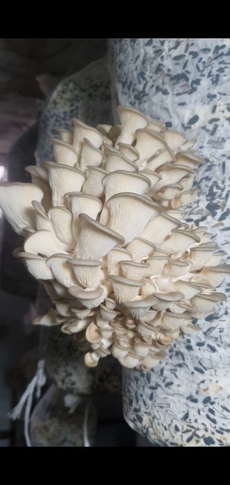 Свежие вешенки ЭЧП ( грибы)