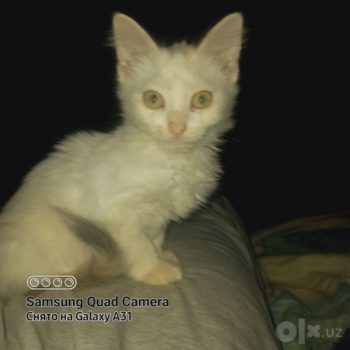Котята свои, домашние
