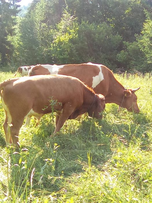 Vaca cu vitel de vanzare