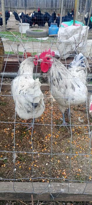 Cocosi australorp negru si albastru