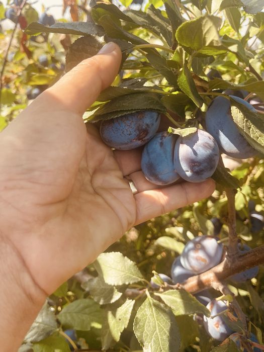 Prune stanley si anashpet