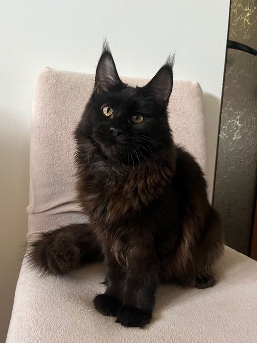 Baietel Maine Coon PEDIGREE Felisa