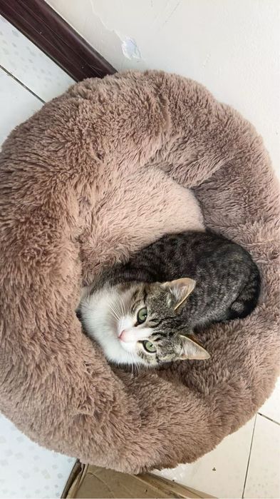 Котенок 3-4 месяца девочка