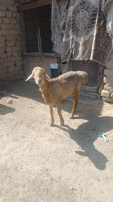 Тоқты сатылады семіз