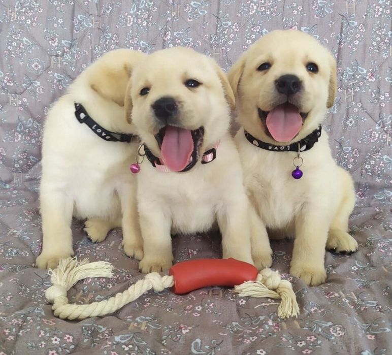 Продажа щенки лабрадора ретривера