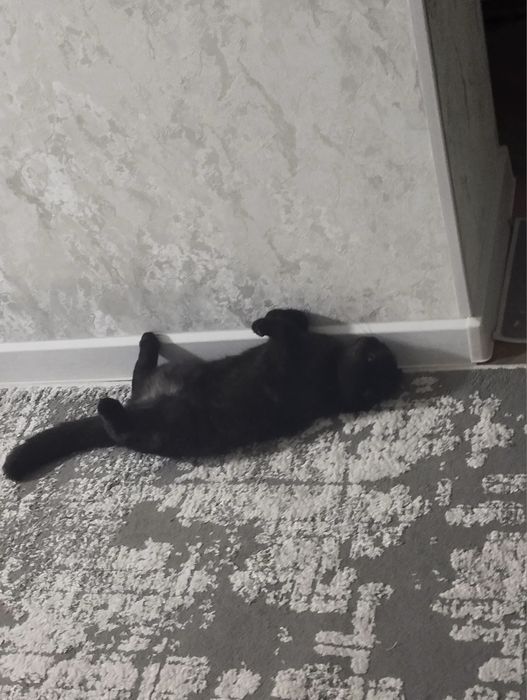 скотиш фолд  оригинал