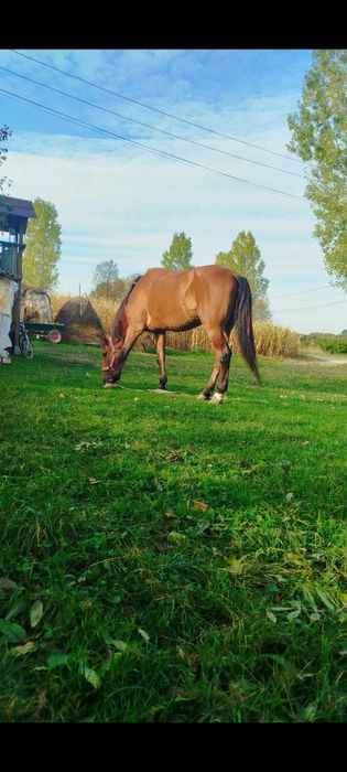 Vând cal castrat de 9  ani lung larg înalt de 1.67 la greabănă măsurat,  blând domol garantat fără năravuri.