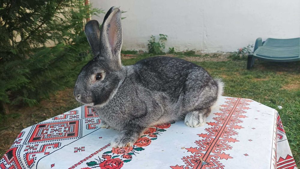 Masculi pui Chinchilla Mare