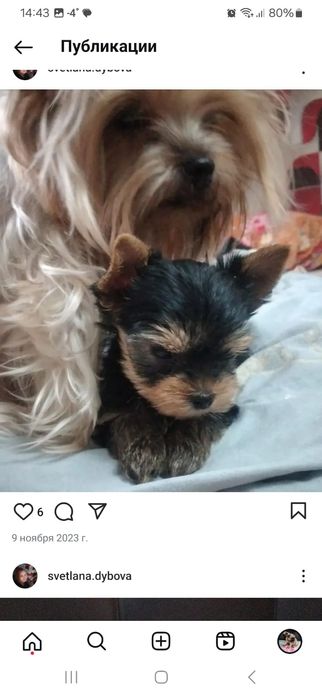 Йоркширские терьеры девочки и мальчики