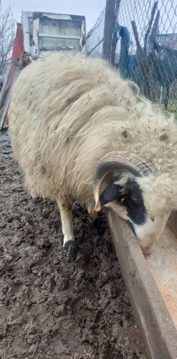 Berbecuț 9 luni dau la schimb cu 2 capre