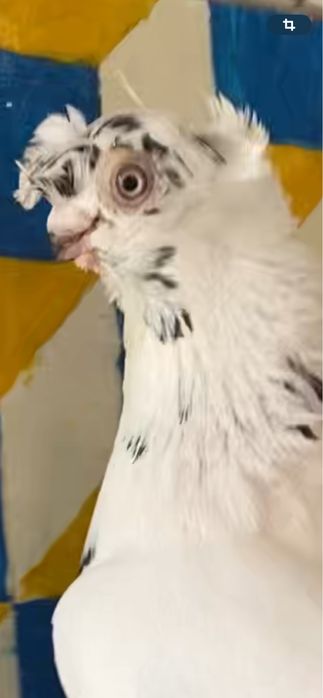 Выводы 2025г по старопородным