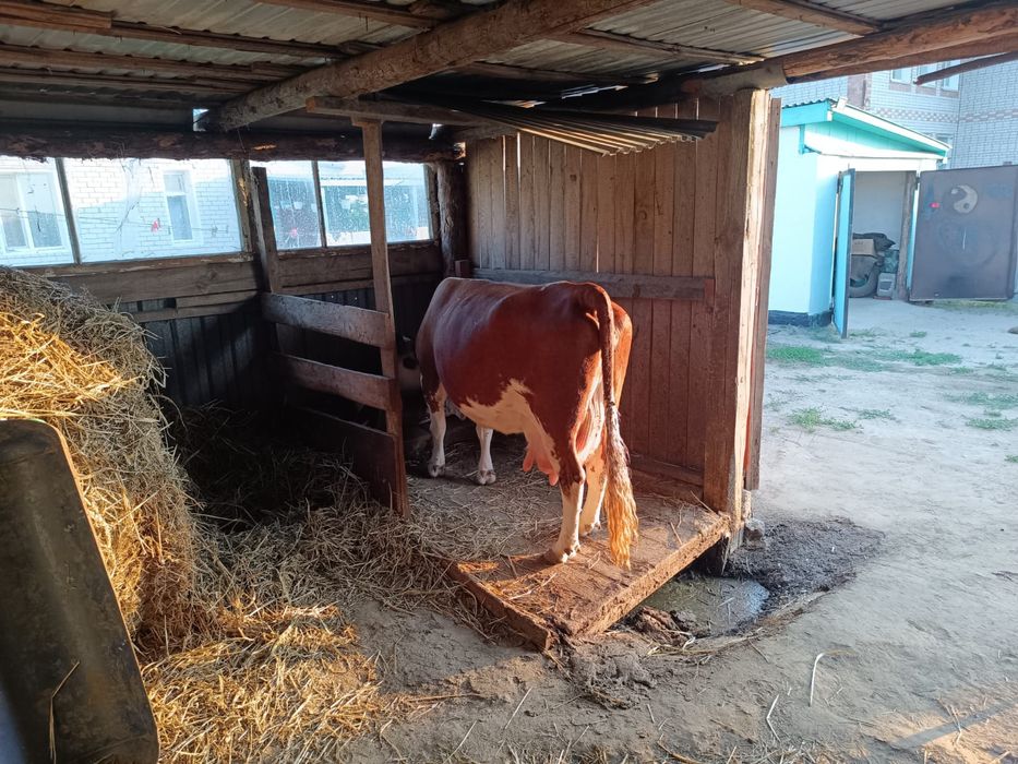 Продам корову и двух телят